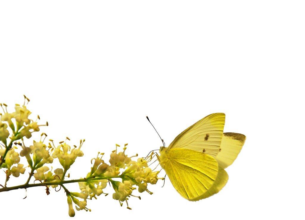 Metamorfosis