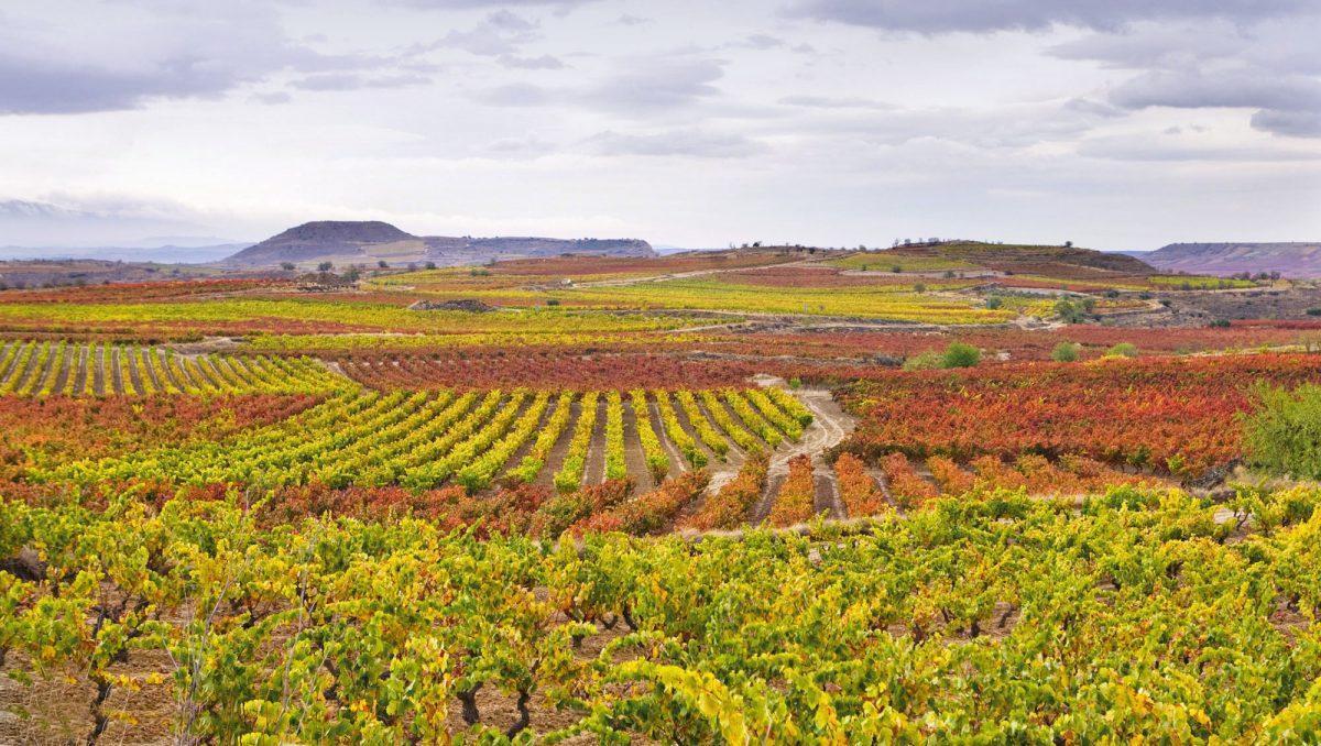 Vinedos Rioja Bodega